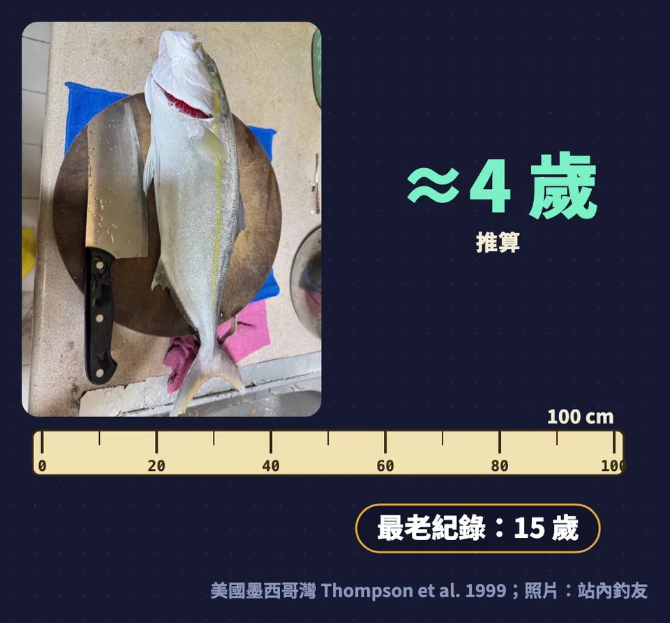 一公尺的紅甘推算約 4 歲,最老紀錄 15 歲