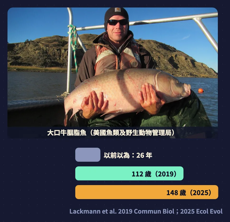大口牛胭脂魚:以前以為 26 年,2019 年 112 歲,2025 年 148 歲
