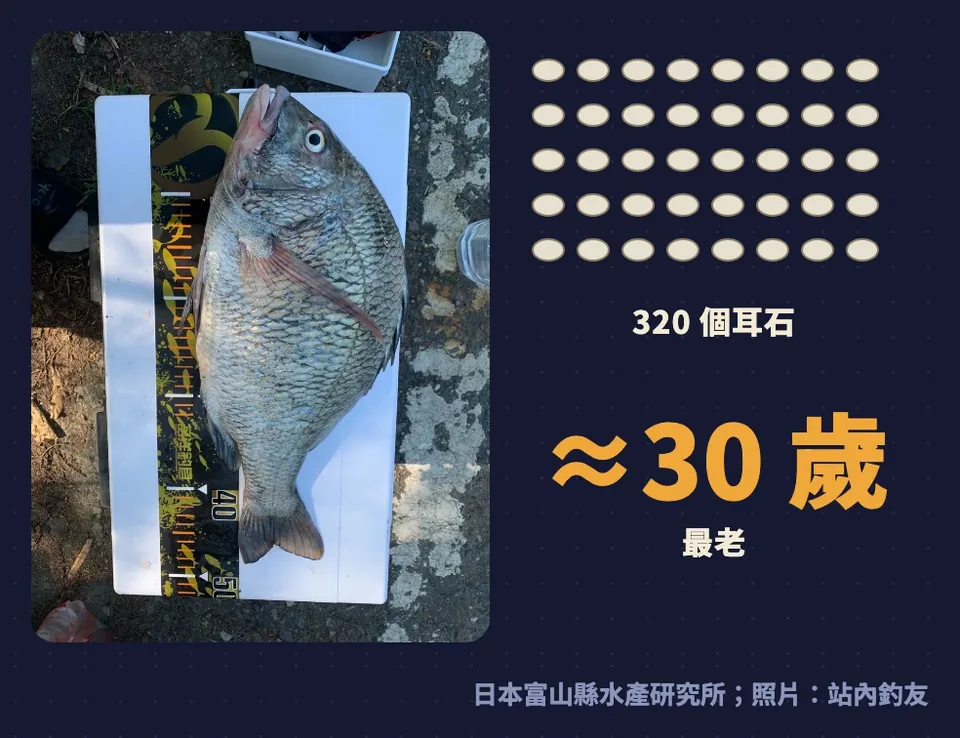 日本富山切了 320 個黑鯛耳石,最老約 30 歲