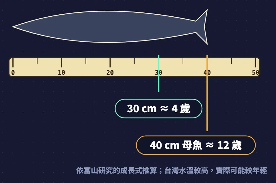 黑鯛長度與年齡推算:30 公分約 4 歲,40 公分母魚約 12 歲