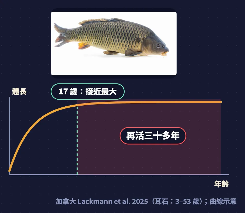 鯉魚成長曲線示意:17 歲接近最大體長,之後再活三十多年,耳石年齡 3–53 歲