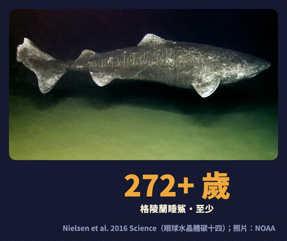 格陵蘭睡鯊至少 272 歲,眼球水晶體碳十四定年
