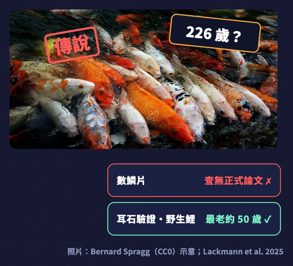 錦鯉 226 歲是傳說:數鱗片、查無正式論文;耳石驗證的野生鯉最老約 50 歲