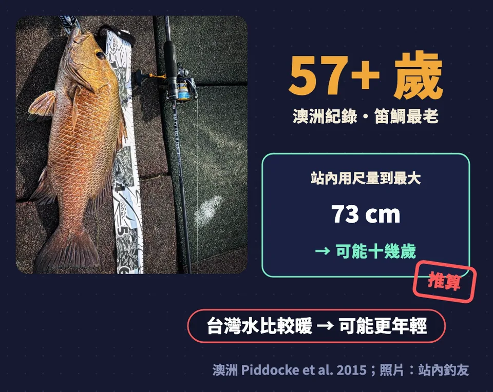 紅槽澳洲紀錄 57 歲以上,站內用尺量到最大 73 公分,推算十幾歲,台灣水比較暖也許更年輕