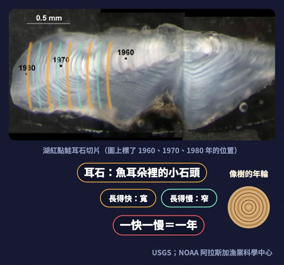 湖紅點鮭耳石切片,標出 1960、1970、1980 年的位置;長得快是寬帶、長得慢是窄帶,一快一慢等於一年