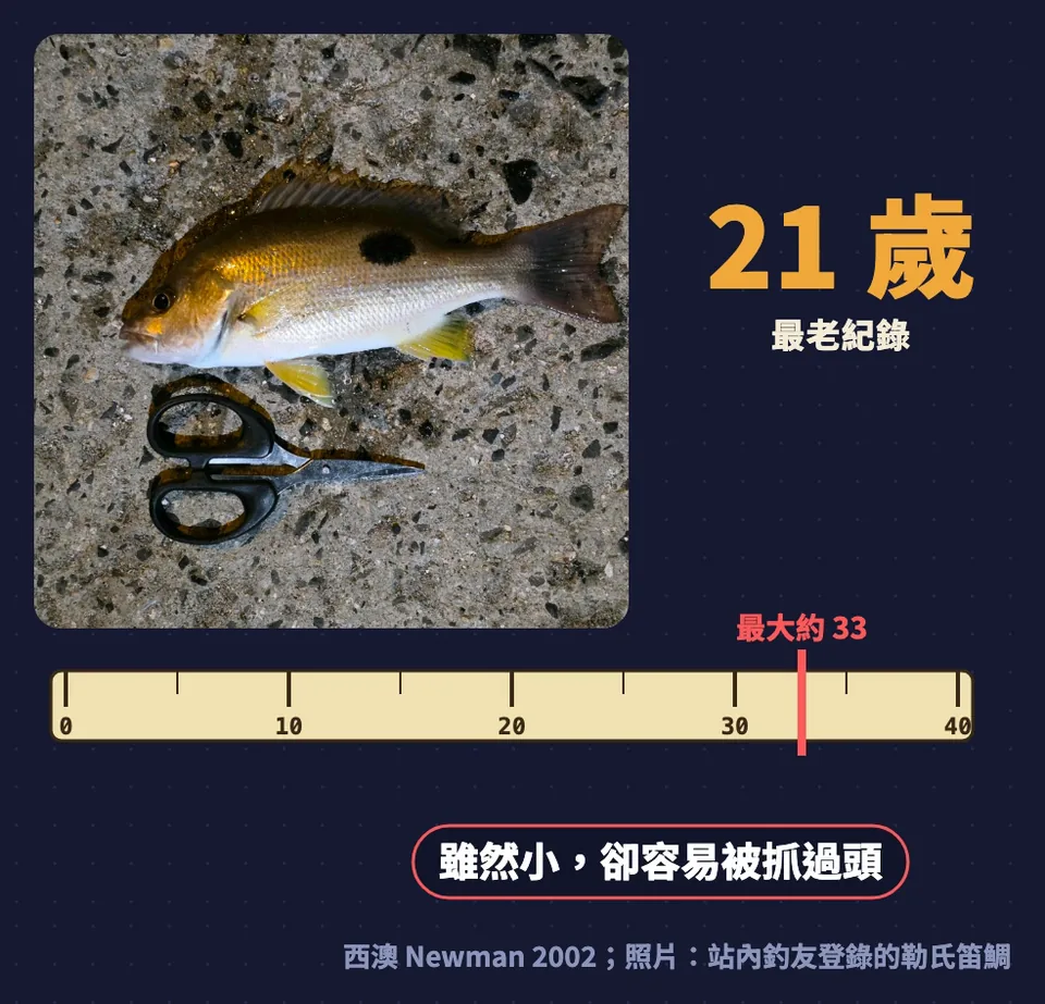 勒氏笛鯛最大約 33 公分,最老紀錄 21 歲,雖然小卻容易被抓過頭