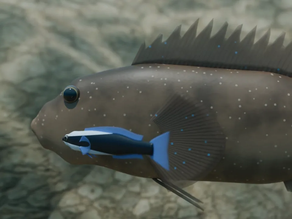 3D 示意：礁區一條大魚停著不動，裂唇魚貼在牠的臉頰旁邊清理