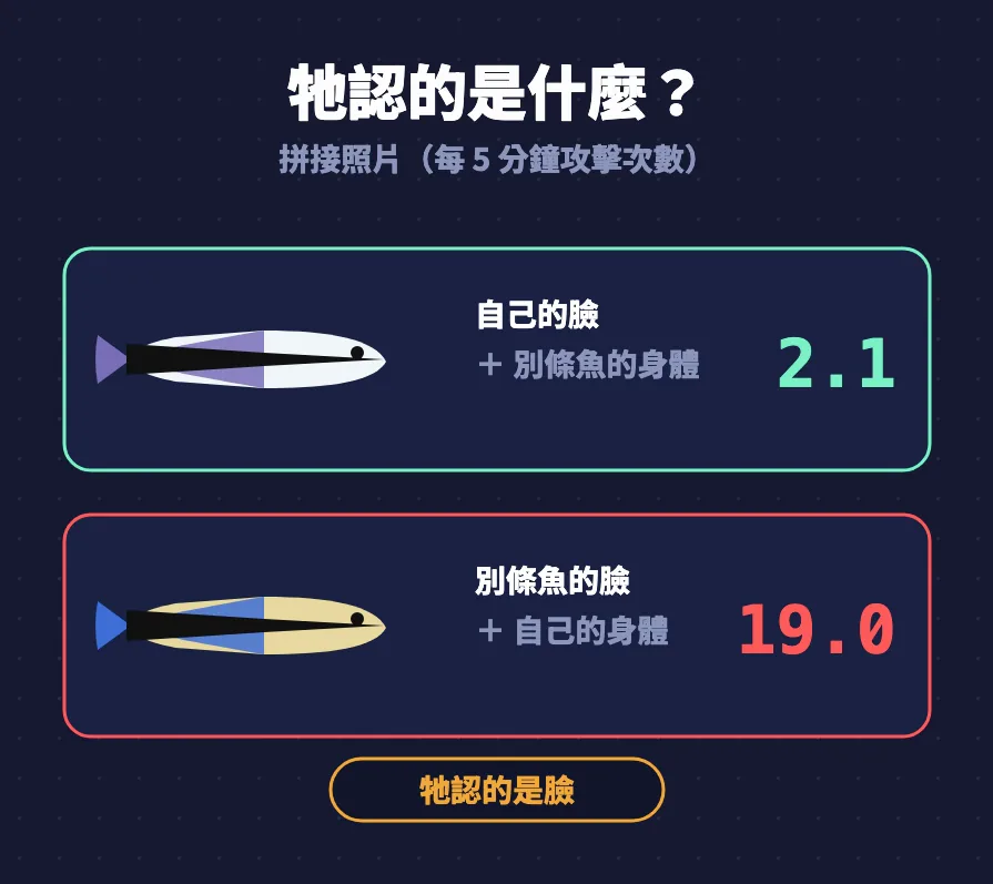 拼接照片圖卡：自己的臉加別條魚的身體每 5 分鐘攻擊 2.1 次，別條魚的臉加自己的身體 19.0 次