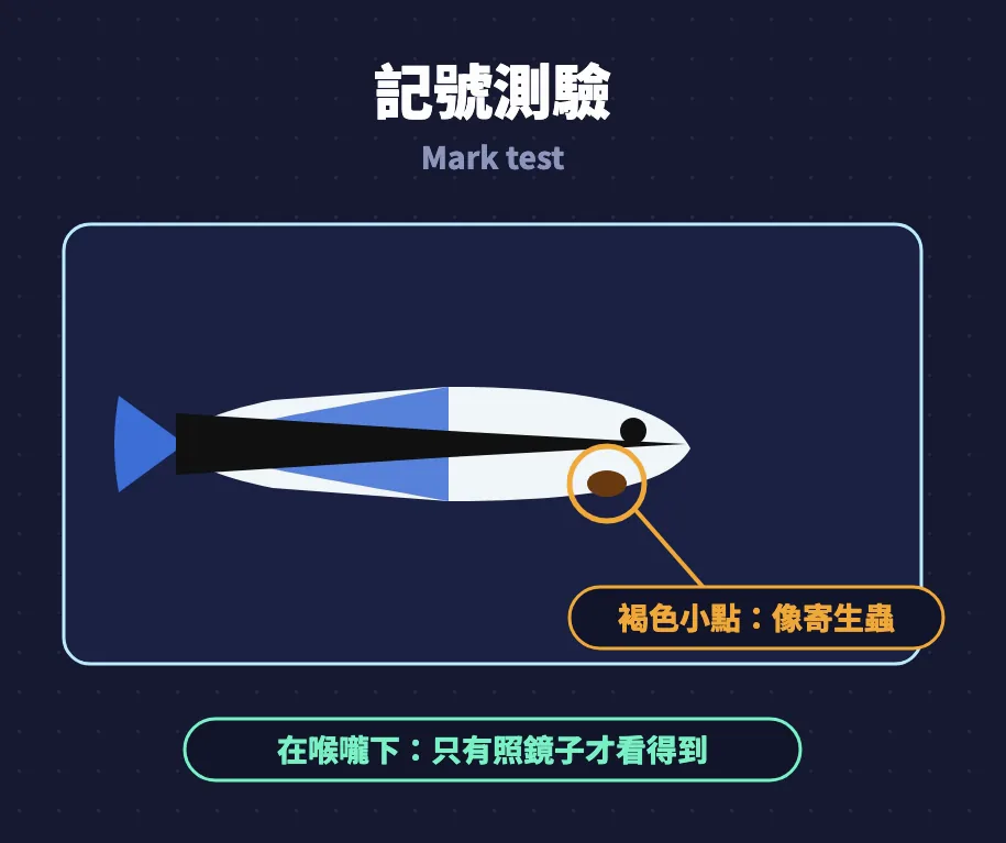記號測驗圖卡：裂唇魚喉嚨下方有一個褐色小點，像寄生蟲，只有照鏡子才看得到