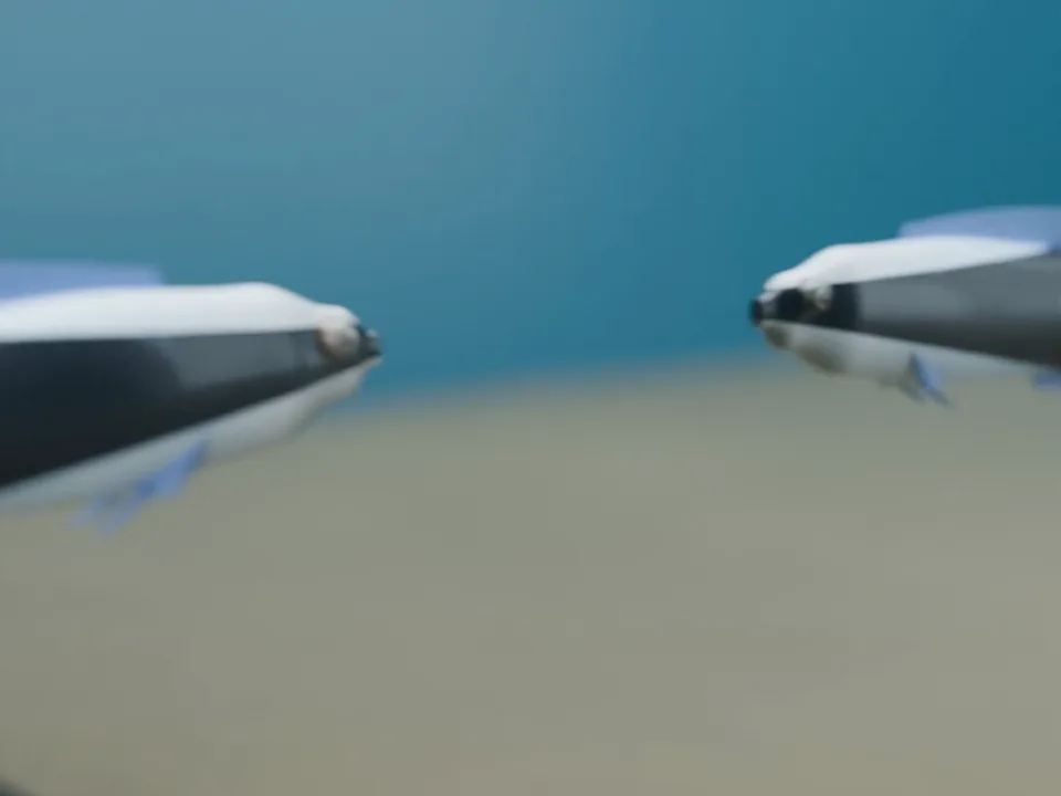 3D 示意：裂唇魚衝向鏡子，跟鏡中的自己嘴對嘴