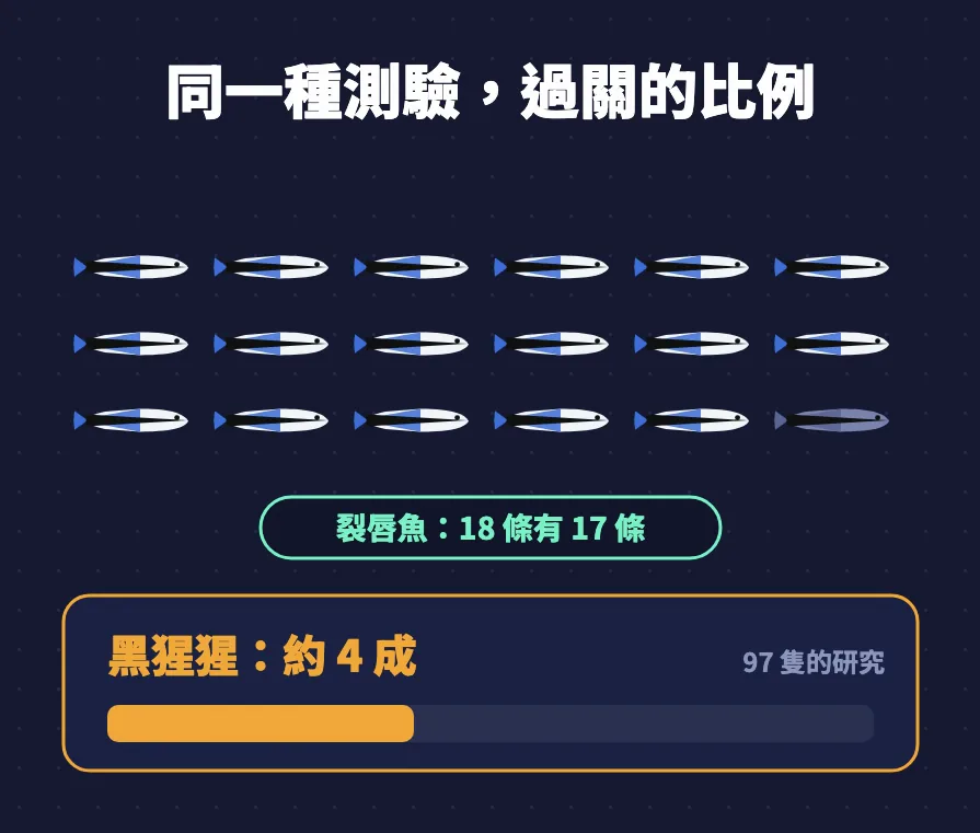 圖卡：18 條裂唇魚有 17 條過關；黑猩猩約 4 成，97 隻的研究