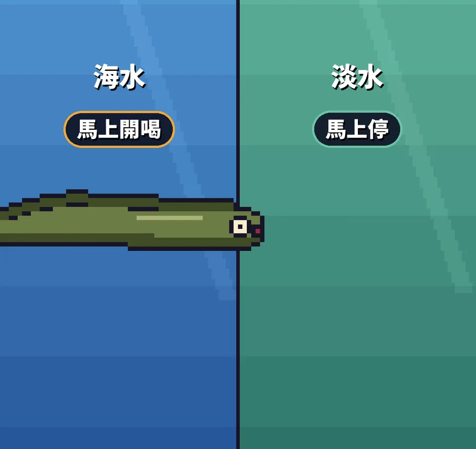 像素示意：鰻魚在海水馬上開喝，到淡水馬上停