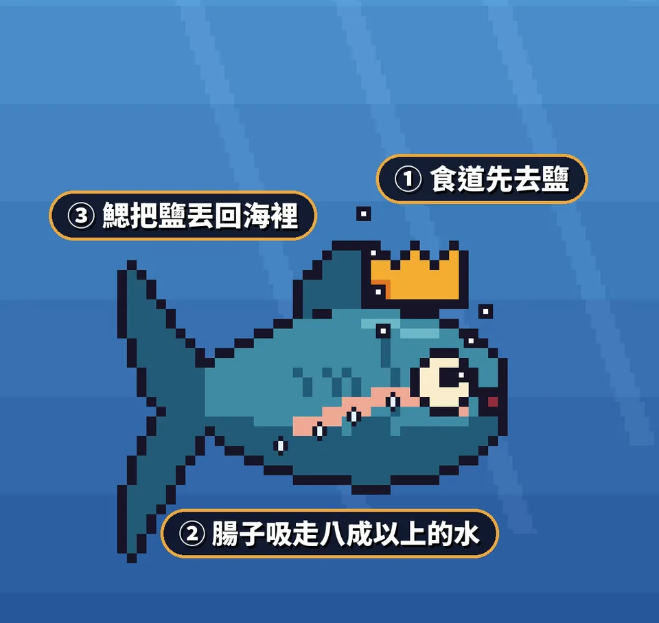 像素示意：海水魚三步驟，食道先去鹽、腸子吸走八成以上的水、鰓把鹽丟回海裡