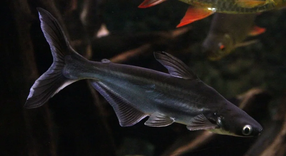 低眼巨鯰實拍,市場俗稱巴沙魚
