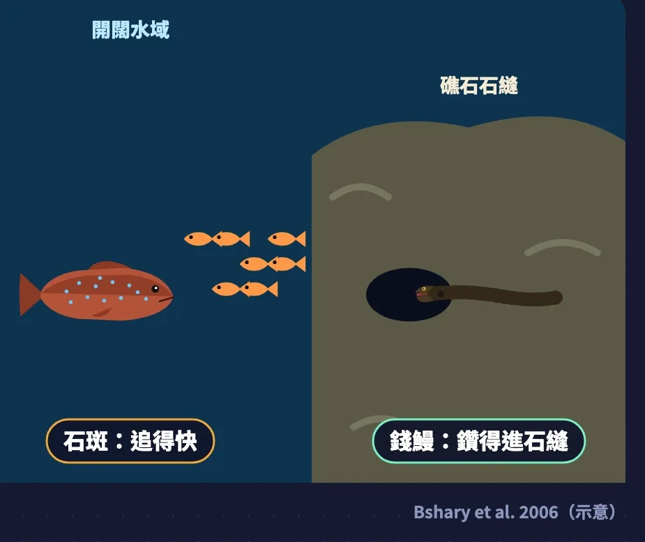 石斑與錢鰻使用不同空間捕食的分工示意