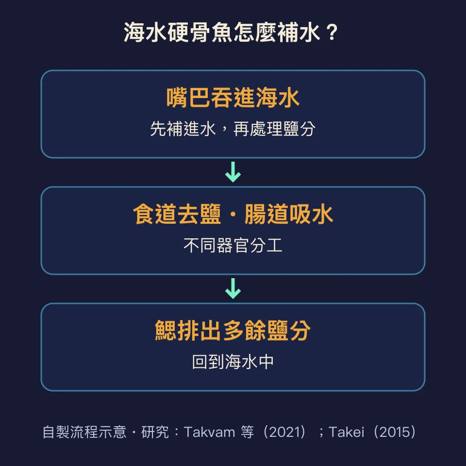 海水硬骨魚補水與排鹽的流程示意