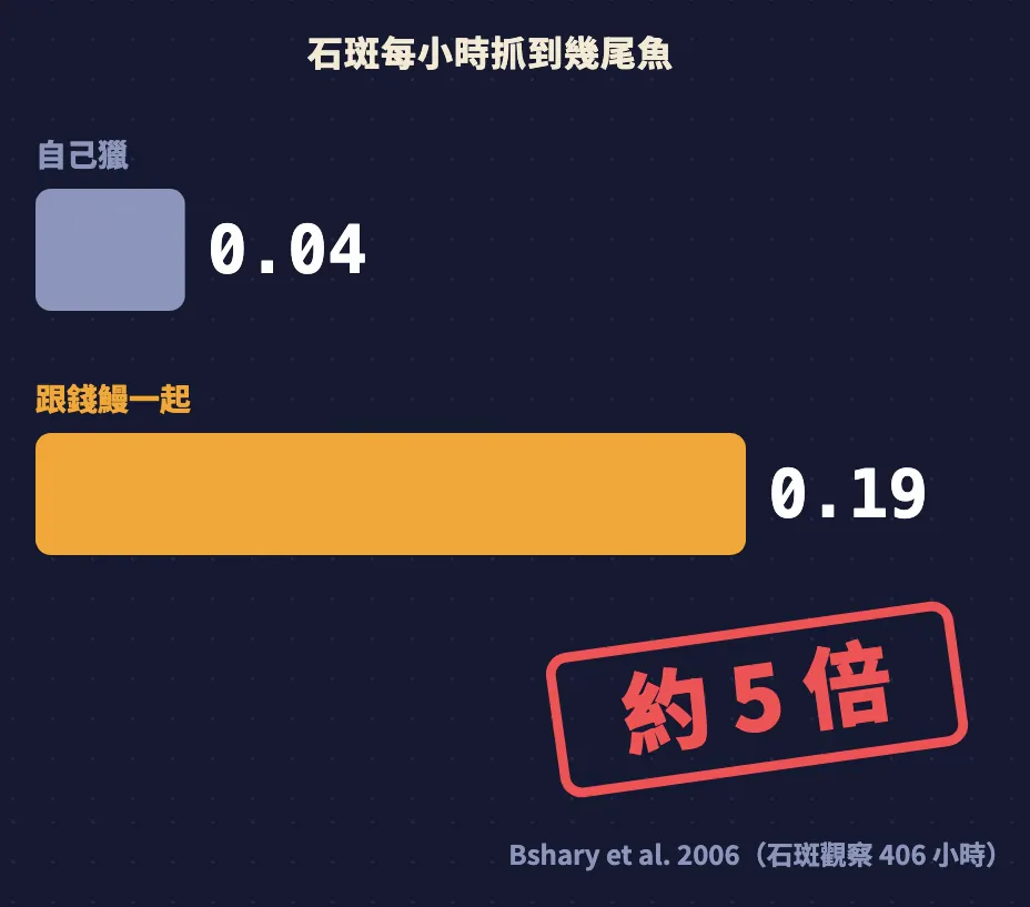 長條圖：石斑自己獵每小時 0.04 尾，跟錢鰻一起每小時 0.19 尾，約 5 倍
