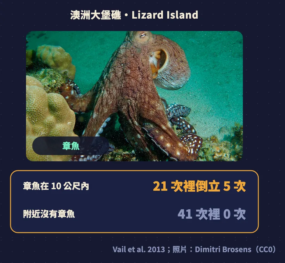 澳洲大堡礁 Lizard Island：章魚在 10 公尺內時 21 次裡倒立 5 次，附近沒有章魚時 41 次裡 0 次