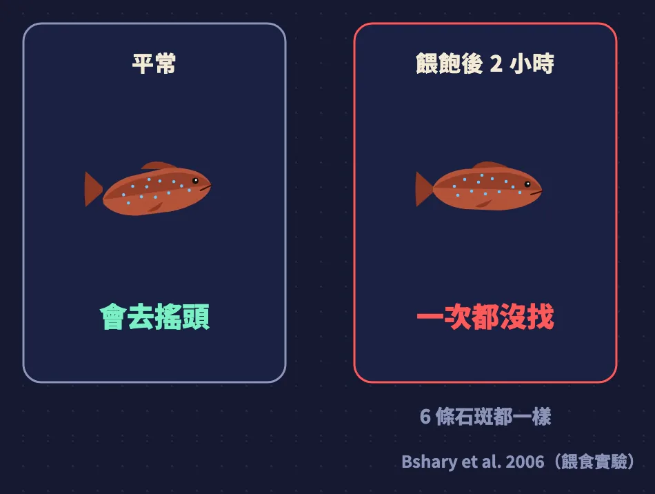 對照圖：平常石斑會去搖頭，餵飽後 2 小時一次都沒找錢鰻，6 條石斑都一樣