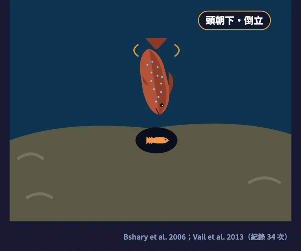示意圖：石斑頭朝下倒立在藏有小魚的石縫上方搖頭，紀錄 34 次