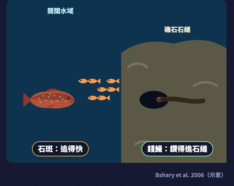 分工示意：石斑在開闊水域追得快，錢鰻鑽得進礁石石縫，小魚夾在中間
