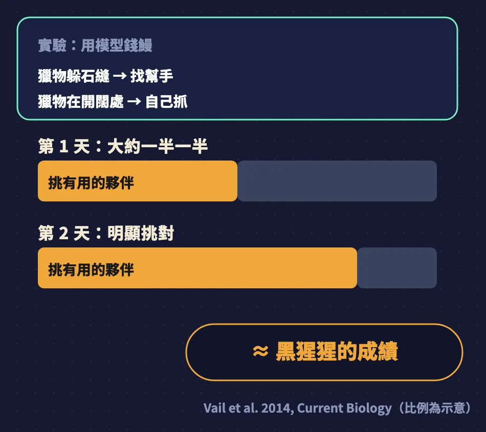 實驗示意：獵物躲石縫就找幫手、在開闊處自己抓；第 1 天大約一半一半，第 2 天明顯挑對有用的夥伴，約等於黑猩猩的成績