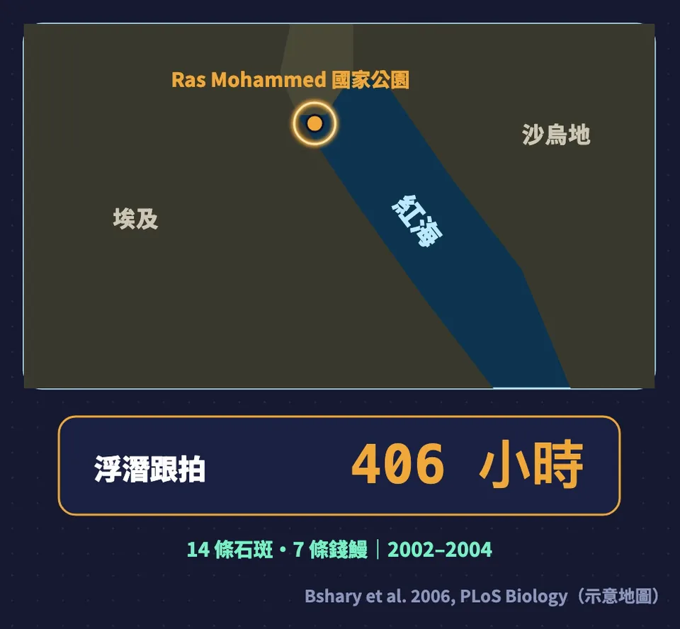 紅海示意地圖：埃及 Ras Mohammed 國家公園，浮潛跟拍 406 小時，14 條石斑、7 條錢鰻，2002–2004