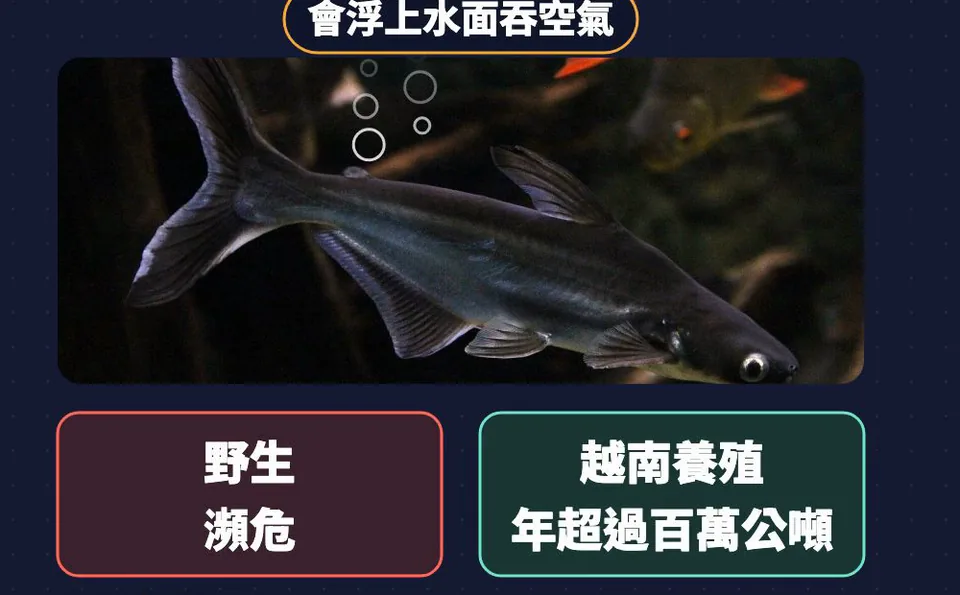 低眼巨鯰會浮上水面吞空氣；野生瀕危，越南養殖年超過百萬公噸