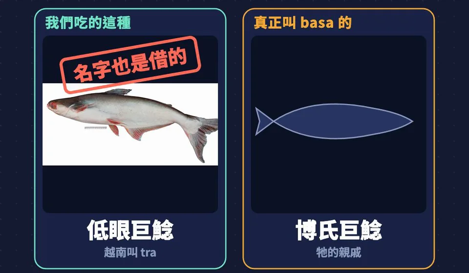 身分證卡：我們吃的這種是低眼巨鯰，越南叫 tra；真正叫 basa 的是博氏巨鯰，牠的親戚