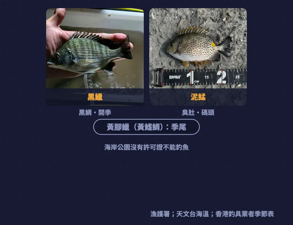 香港圖卡：黑鱲（黑鯛）開季、泥鯭（臭肚）在碼頭，黃腳鱲（黃鰭鯛）季尾；海岸公園沒有許可證不能釣魚