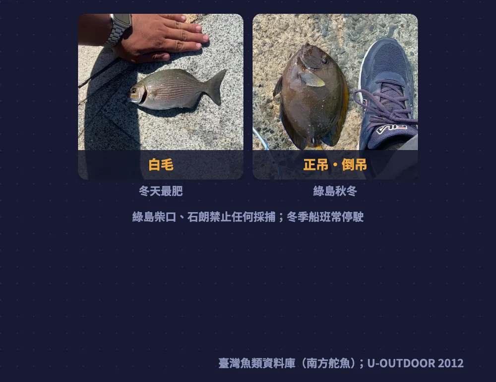 綠島蘭嶼圖卡：白毛冬天最肥、綠島秋冬有正吊倒吊；綠島柴口、石朗禁止任何採捕，冬季船班常停駛
