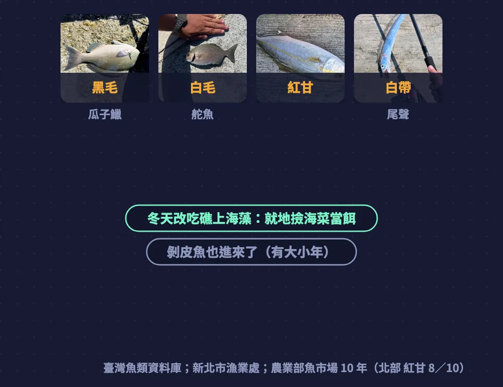 北部東北角圖卡：黑毛、白毛、紅甘、白帶，冬天改吃礁上海藻、就地撿海菜當餌，剝皮魚有大小年
