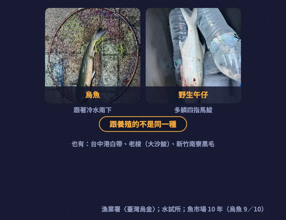 中部西部圖卡：烏魚跟著冷水南下，野生午仔是多鱗四指馬鮁，跟養殖的不是同一種；也有台中港白帶、老梭、新竹南寮黑毛