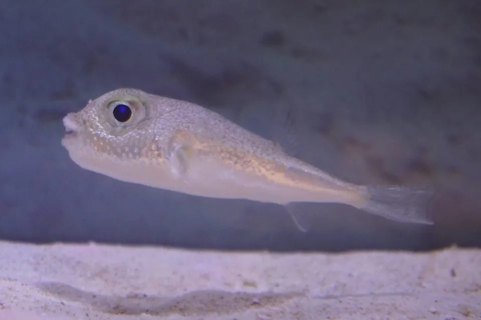 水族館裡的白點窄額魨實拍:褐色背部布滿白點的小河豚