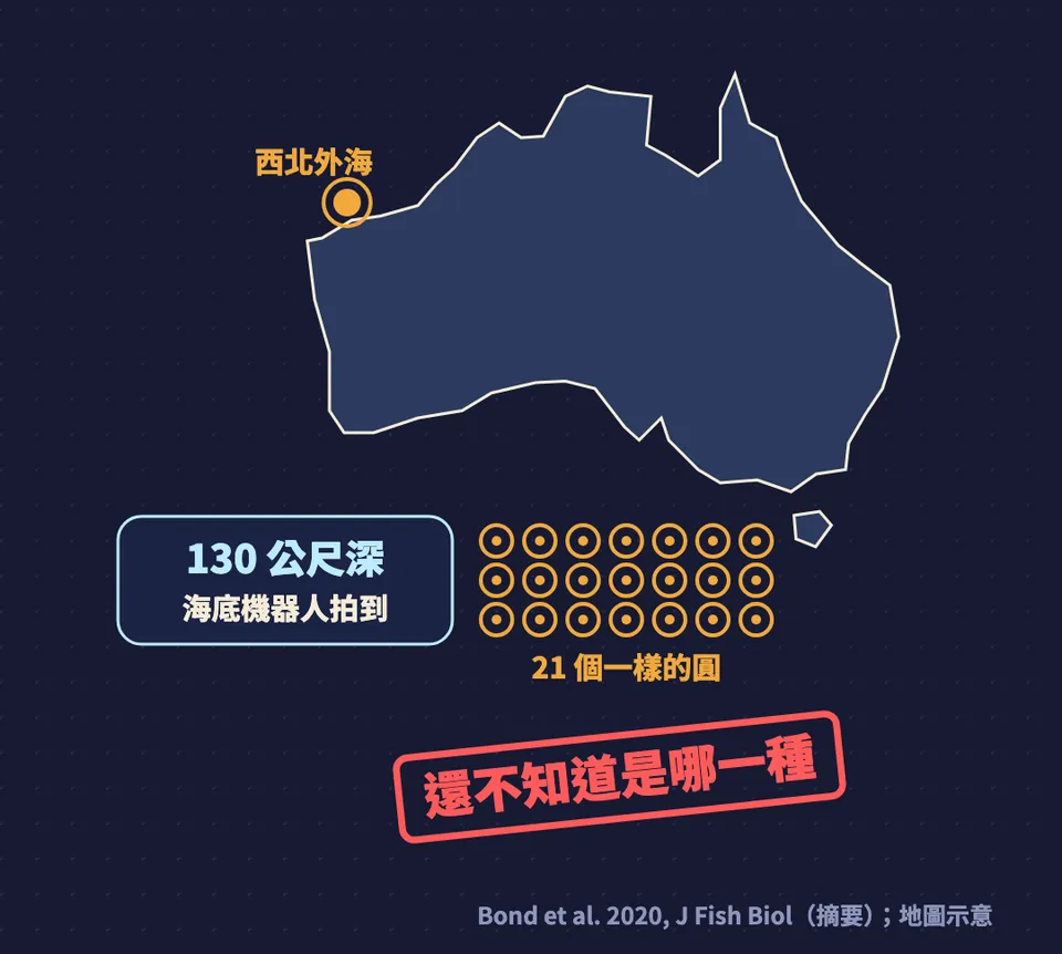 圖卡:西澳西北外海 130 公尺深,海底機器人拍到 21 個一樣的圓,還不知道是哪一種河豚