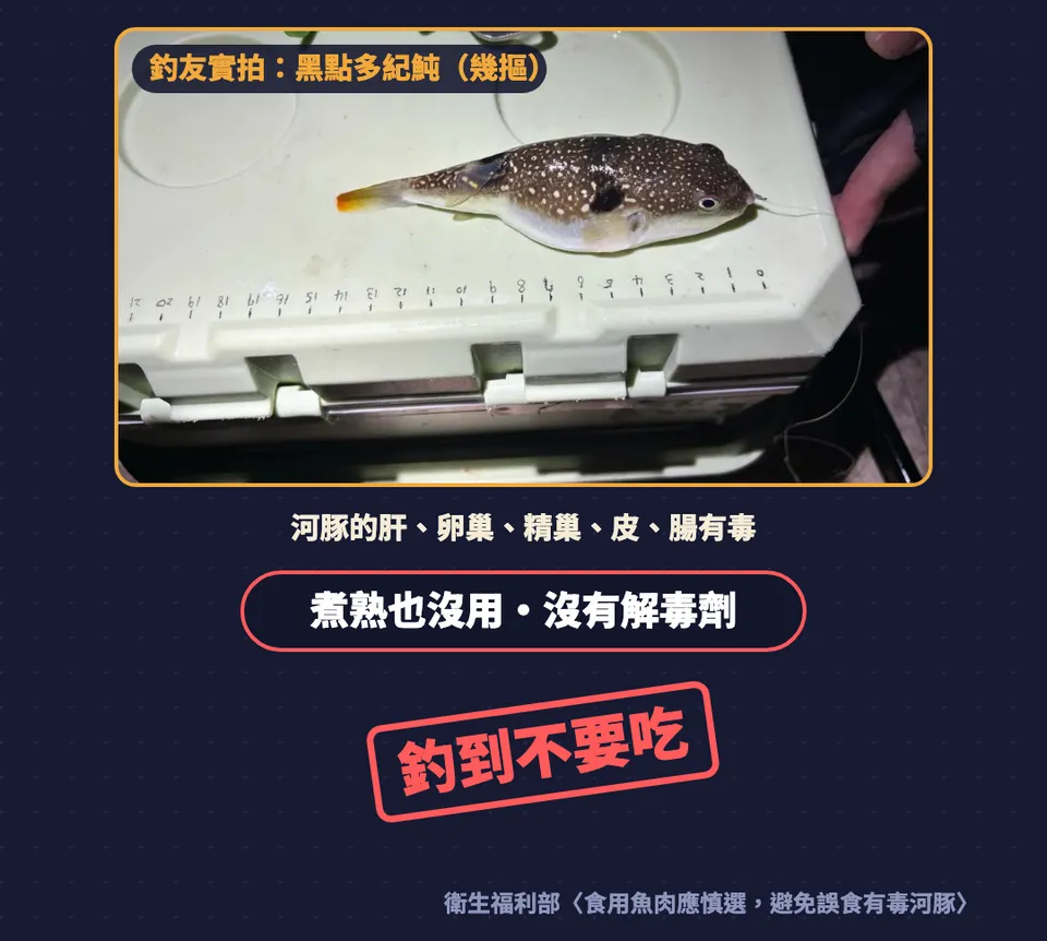 圖卡:釣友實拍的黑點多紀魨,河豚的肝、卵巢、精巢、皮、腸有毒,煮熟也沒用、沒有解毒劑,釣到不要吃