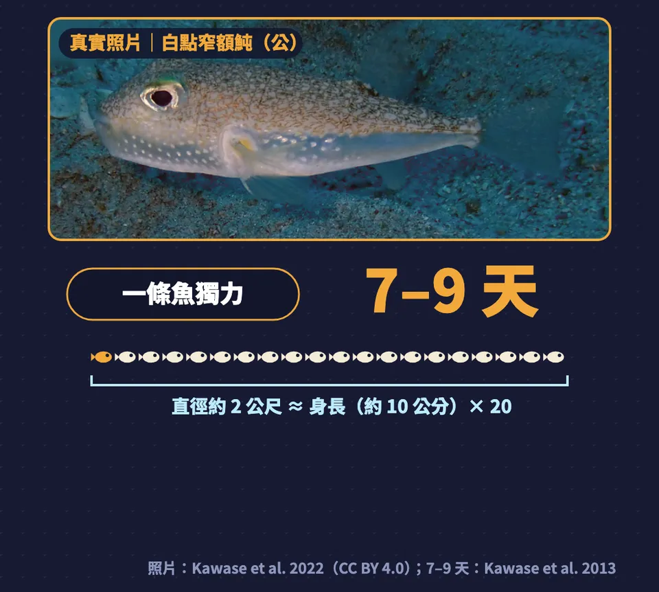 圖卡:白點窄額魨公魚真實照片,一條魚獨力 7 到 9 天,圓的直徑約 2 公尺,大約是身長 10 公分的 20 倍