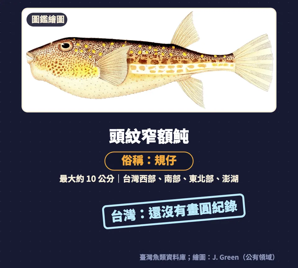 圖卡:頭紋窄額魨繪圖,俗名規仔,最大約 10 公分,台灣分布西部、南部、東北部、澎湖,台灣還沒有畫圓紀錄