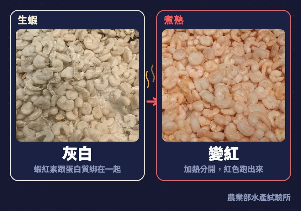 生蝦灰白，蝦紅素跟蛋白質綁在一起；煮熟變紅，加熱分開，紅色跑出來