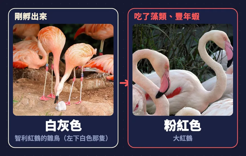 紅鶴剛孵出來白灰色，吃了藻類和豐年蝦後變粉紅色