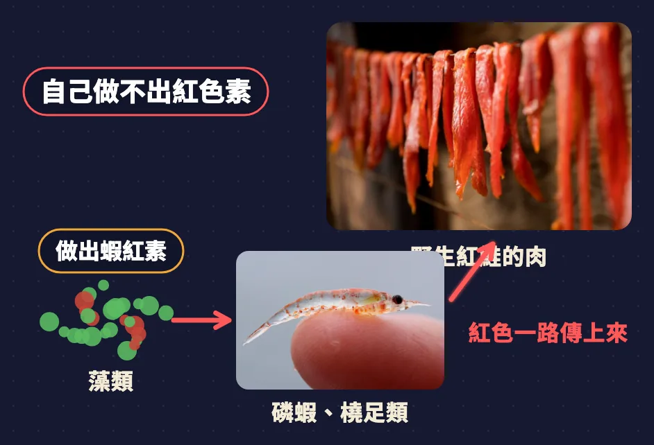 食物鏈：藻類做出蝦紅素，磷蝦橈足類吃藻類，紅色一路傳到野生紅鮭的肉；鮭魚自己做不出紅色素