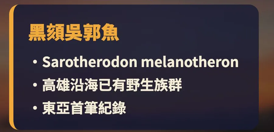 黑頦吳郭魚 Sarotherodon melanotheron:高雄沿海已有野生族群,東亞首筆紀錄