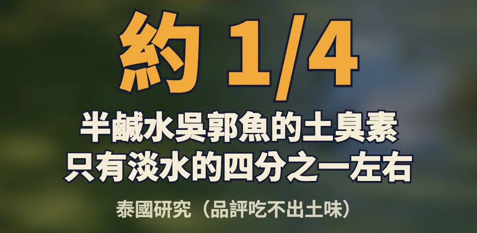 約 1/4:半鹹水吳郭魚的土臭素只有淡水的四分之一左右,泰國研究,品評吃不出土味