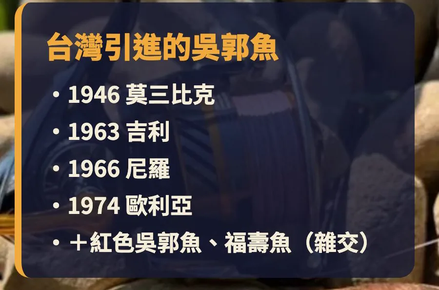 台灣引進的吳郭魚:1946 莫三比克、1963 吉利、1966 尼羅、1974 歐利亞,以及紅色吳郭魚、福壽魚等雜交品系
