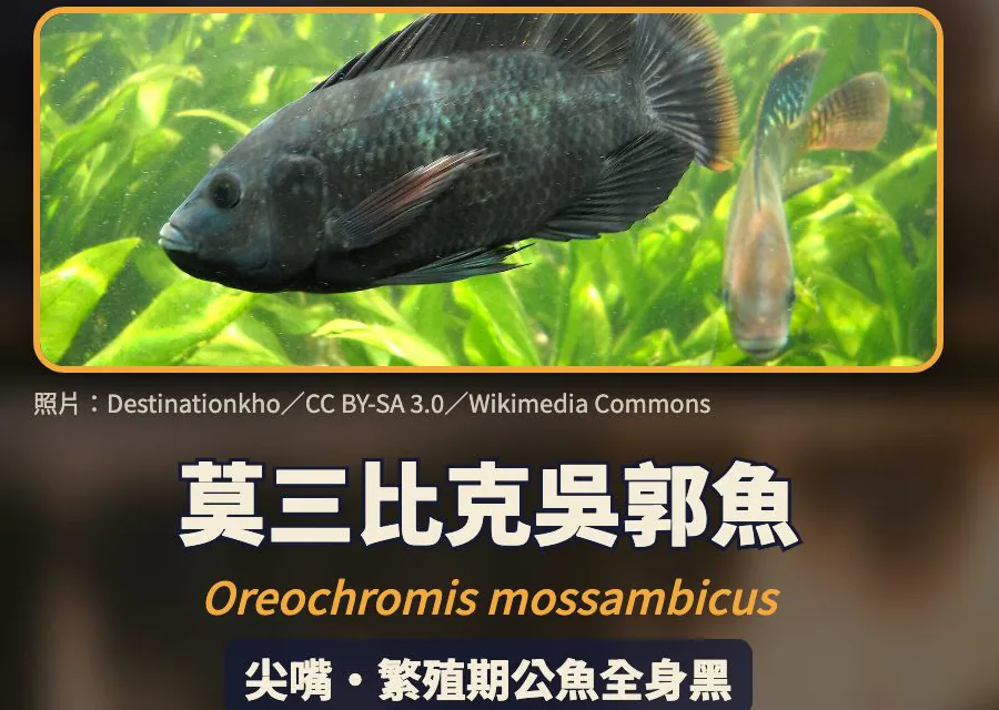 莫三比克吳郭魚 Oreochromis mossambicus:尖嘴、繁殖期公魚全身黑