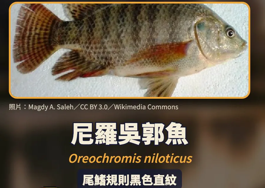 尼羅吳郭魚 Oreochromis niloticus:尾鰭規則黑色直紋