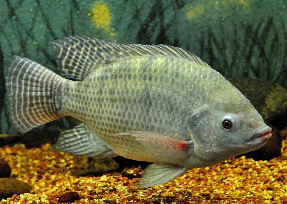 水族缸裡的尼羅吳郭魚,尾鰭和背鰭有規則直紋