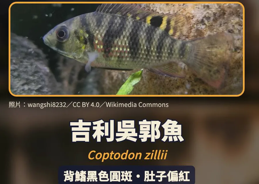 吉利吳郭魚 Coptodon zillii:背鰭黑色圓斑、肚子偏紅