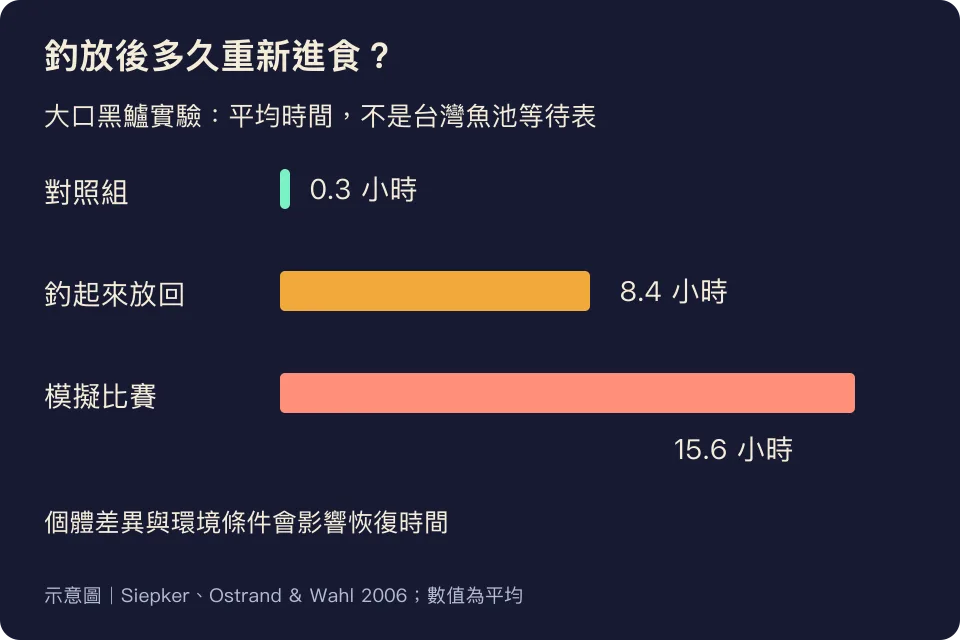 大口黑鱸釣放後進食實驗比較:對照0.3小時、釣放8.4小時、模擬比賽15.6小時
