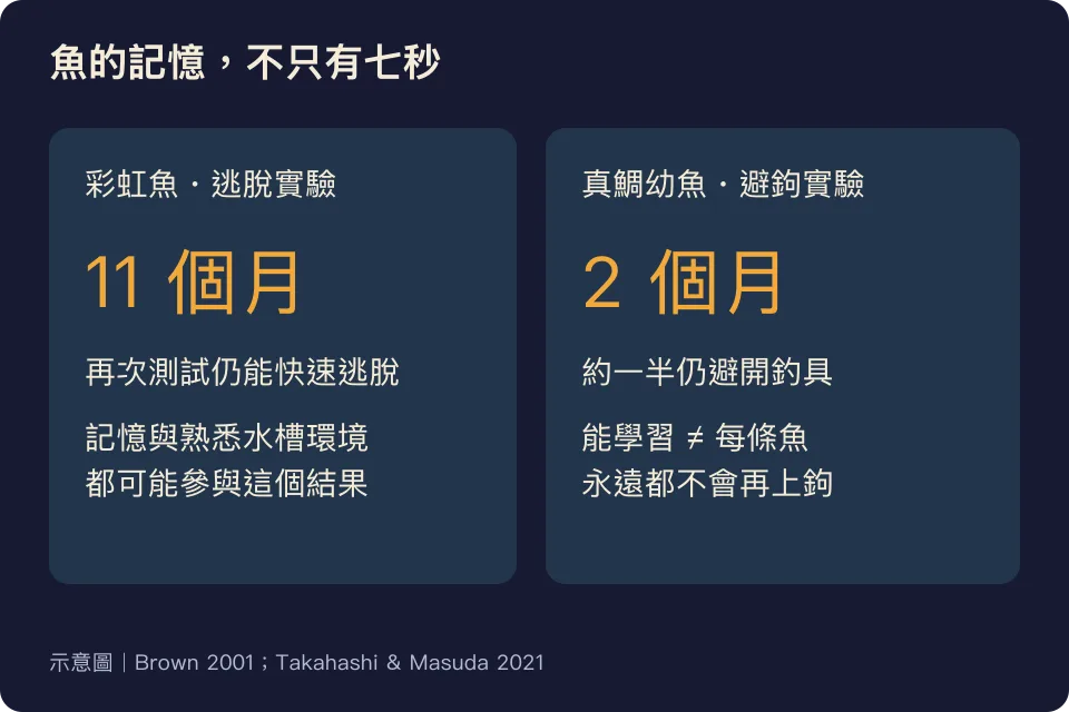 魚的記憶圖解:彩虹魚十一個月後仍能快速逃脫,約一半真鯛幼魚兩個月後仍避開釣具